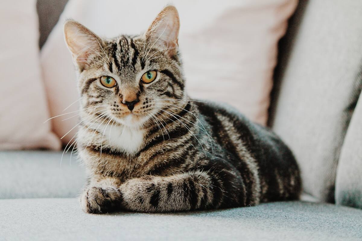 Gato mirando a cámara, estilo feed social