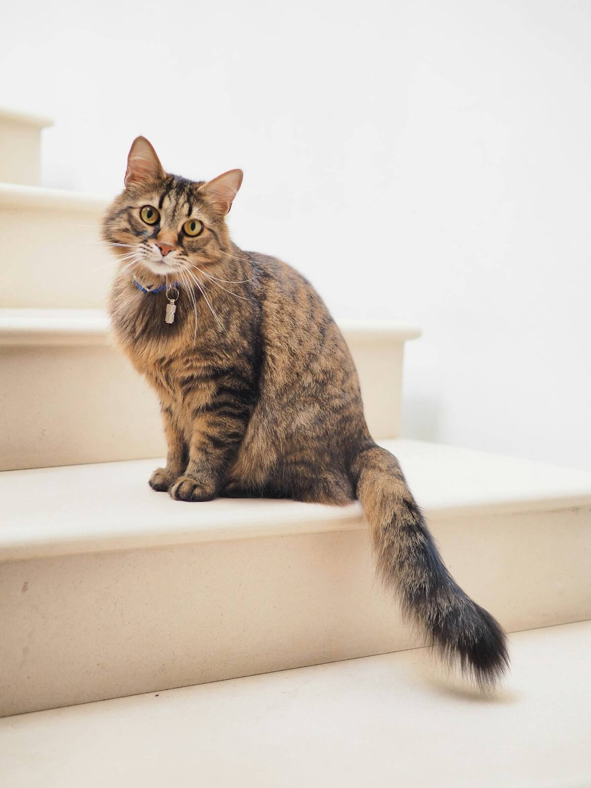 Gato curioso junto a una ventana