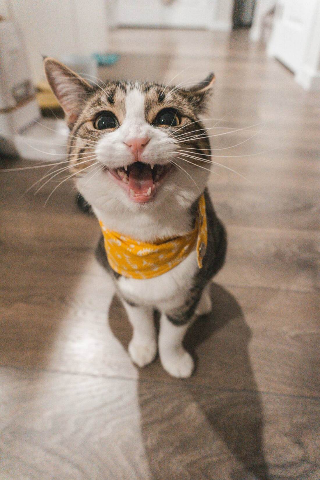 Gatos juntos en ambiente de comunidad