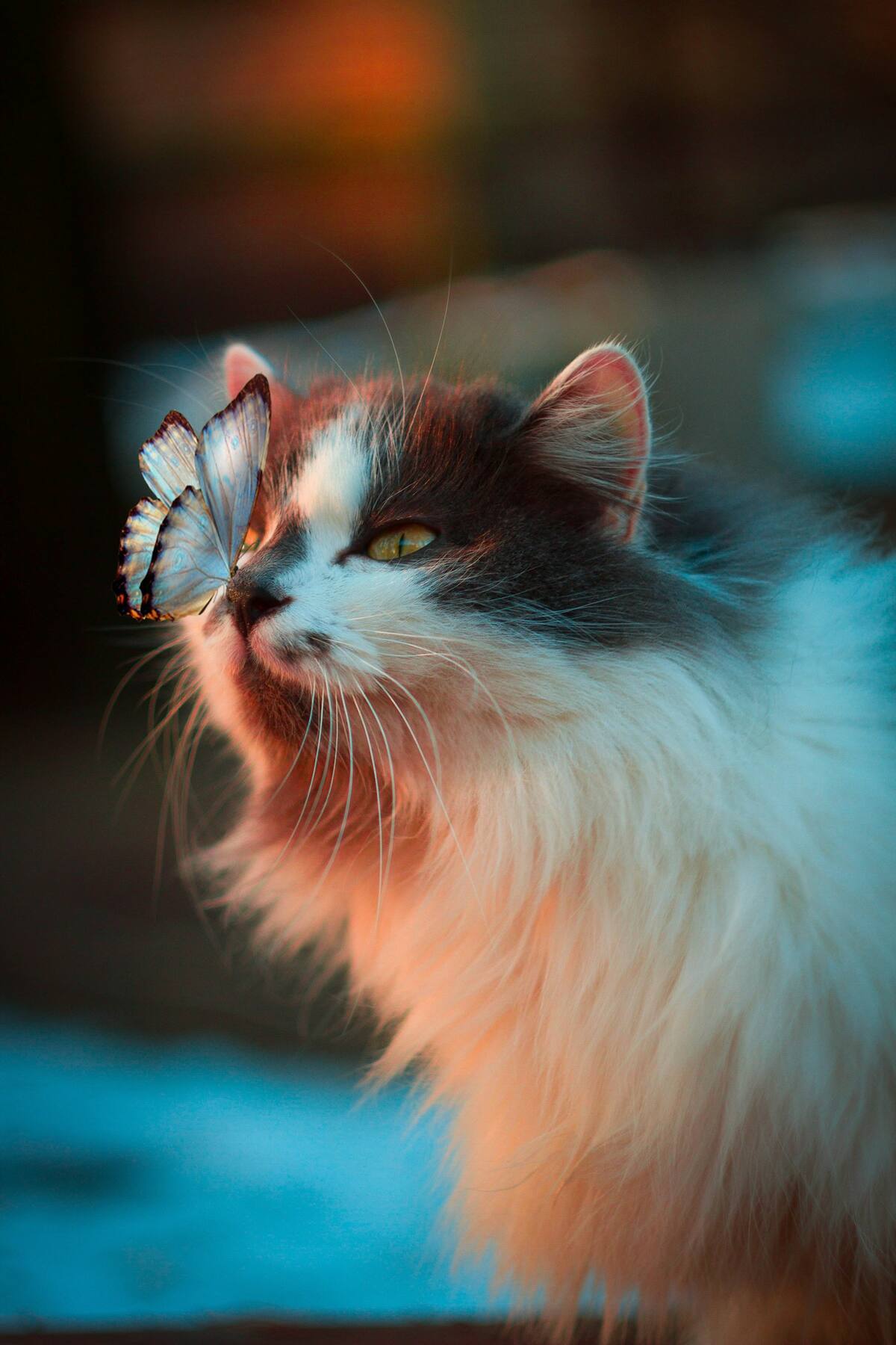 Retrato felino listo para un swipe